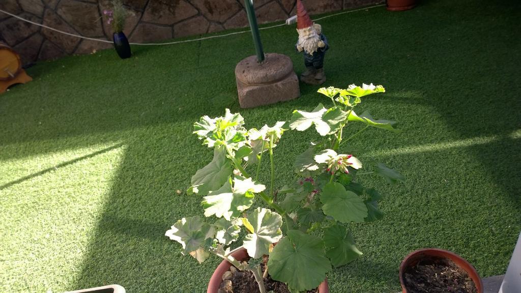 Bed & Breakfast Blumen Haus Santiago de Chile Bagian luar foto