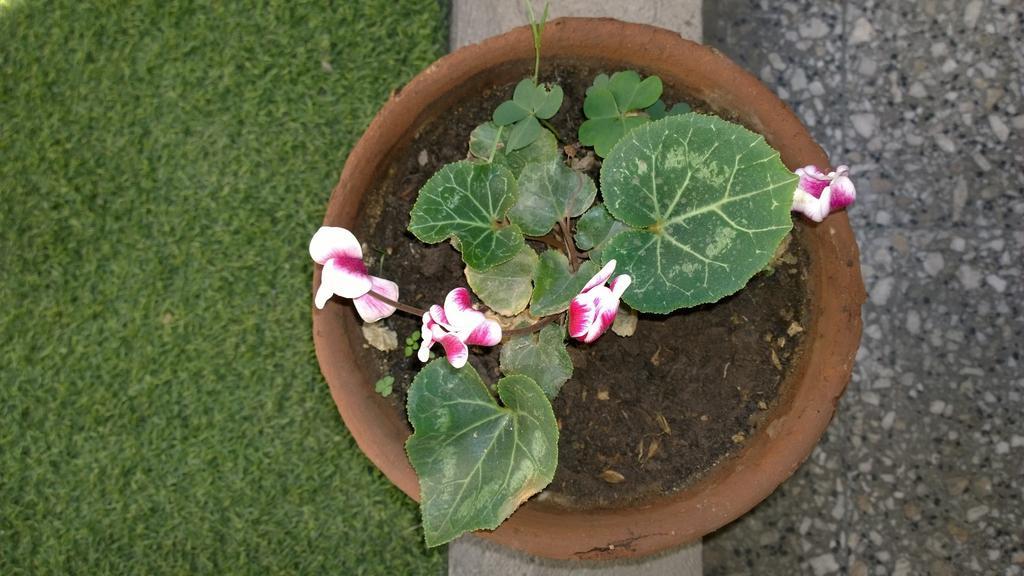 Bed & Breakfast Blumen Haus Santiago de Chile Bagian luar foto